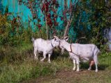 Mleko kozie — działanie i właściwości prozdrowotne