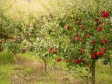Jabłonie: jak dbać o nie od wiosny przez cały rok