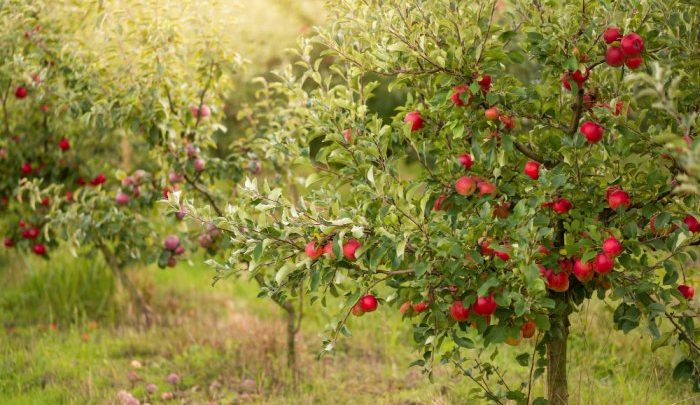 Jabłonie: jak dbać o nie od wiosny przez cały rok