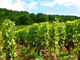 Poznaj najważniejsze winnice Chardonnay i ich wyjątkowe propozycje