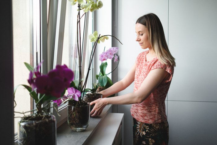 Zielony przewodnik – Jak pielęgnować rośliny w domu?